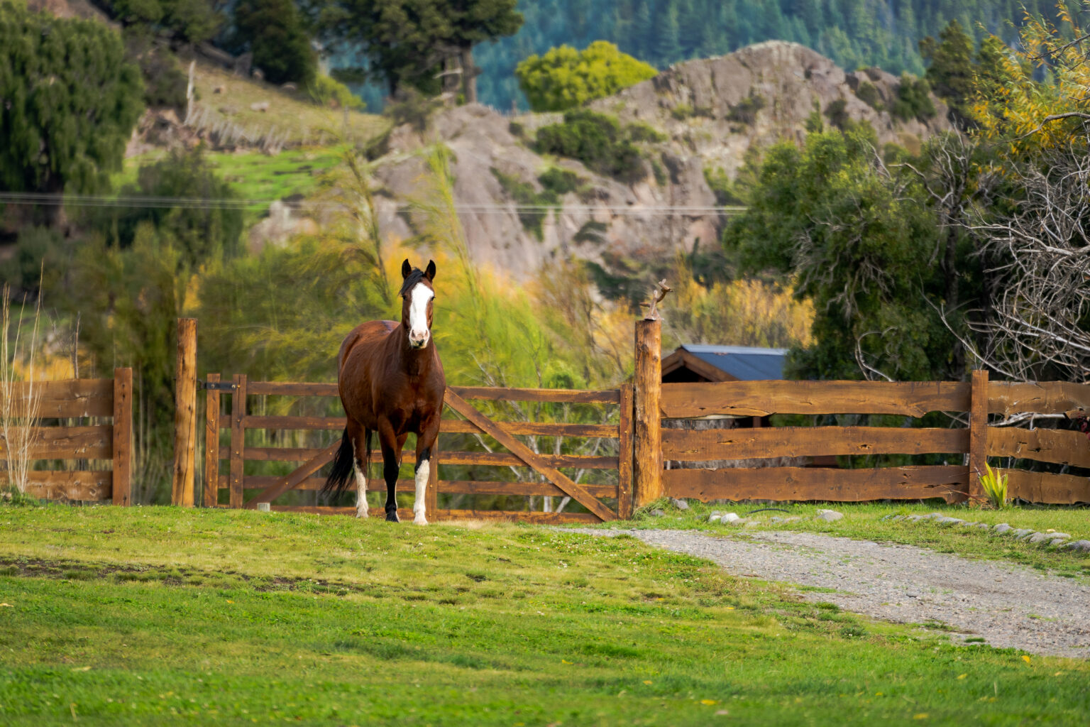 Cabalg cordi 4